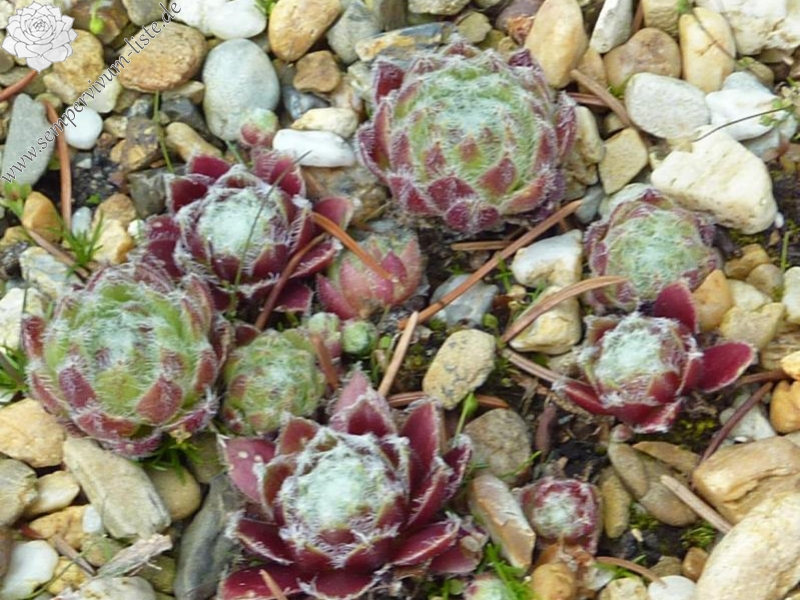 arachnoideum from Muottas Muragl