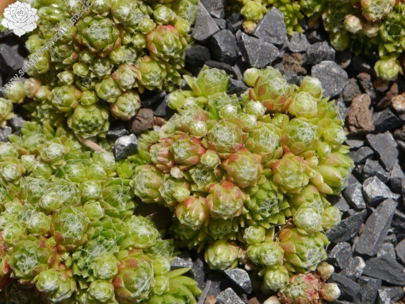 arachnoideum from Obergurgl