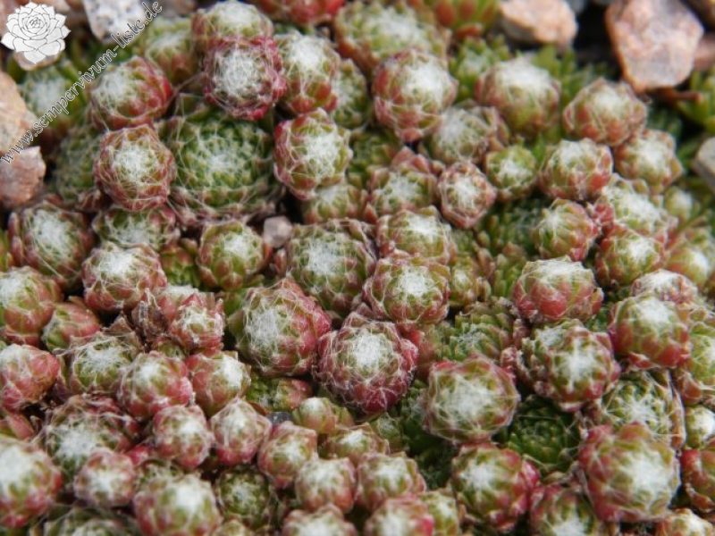 arachnoideum from Obergurgl