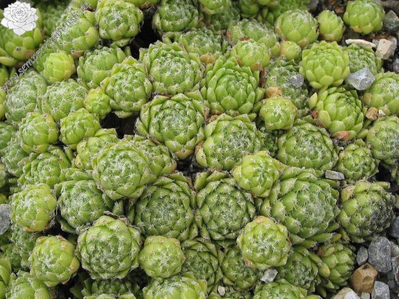 arachnoideum from Panticosa