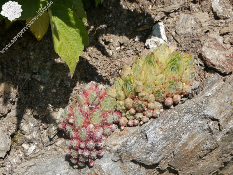 arachnoideum from Passeiertal