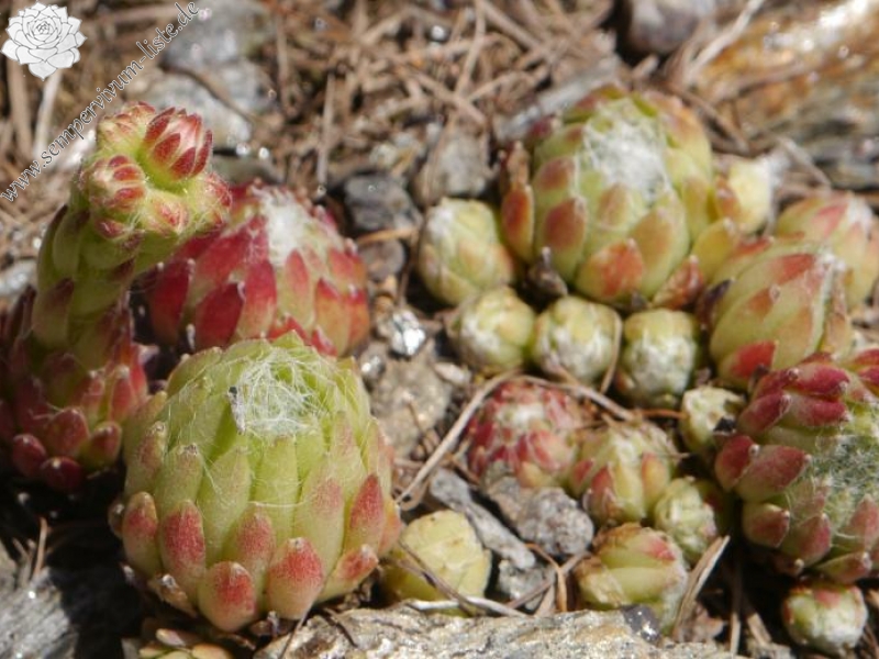 arachnoideum from Passeiertal