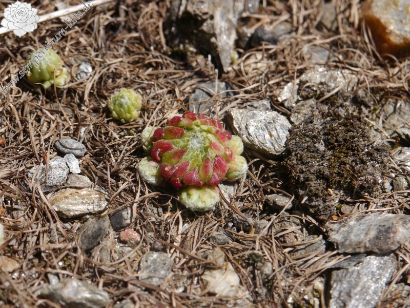 arachnoideum from Passeiertal