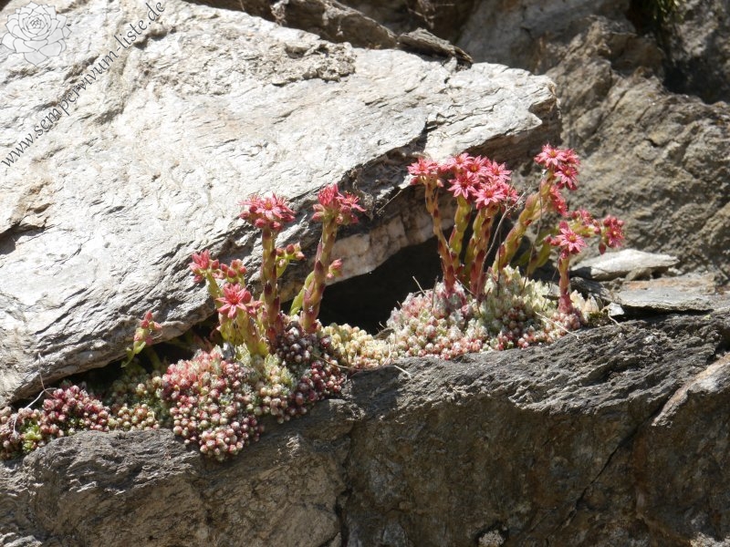 arachnoideum from Passeiertal