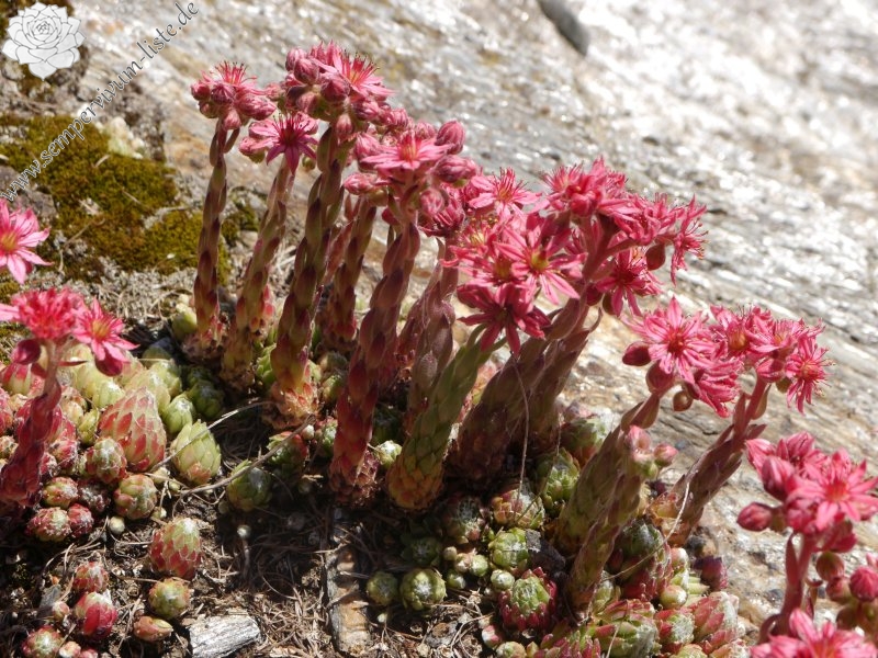 arachnoideum from Passeiertal