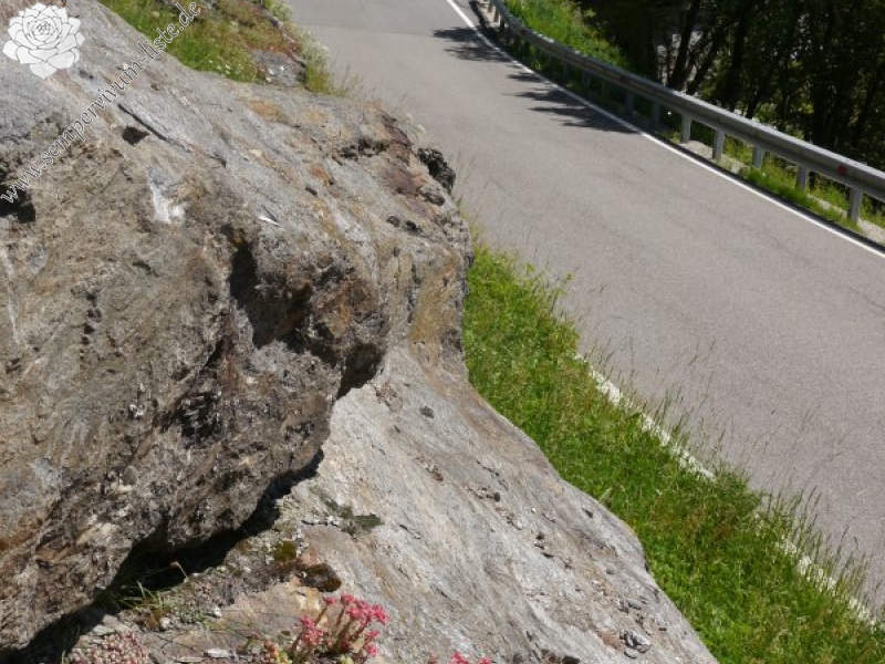 arachnoideum from Passeiertal