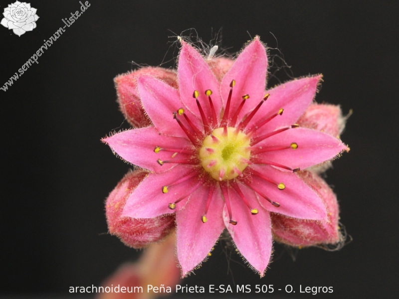 arachnoideum from Peña Prieta