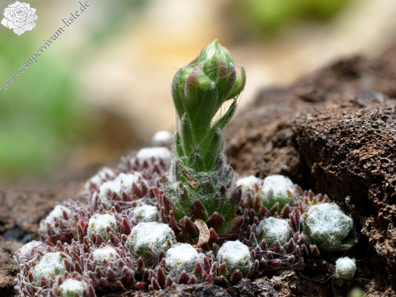 arachnoideum from Pfossental