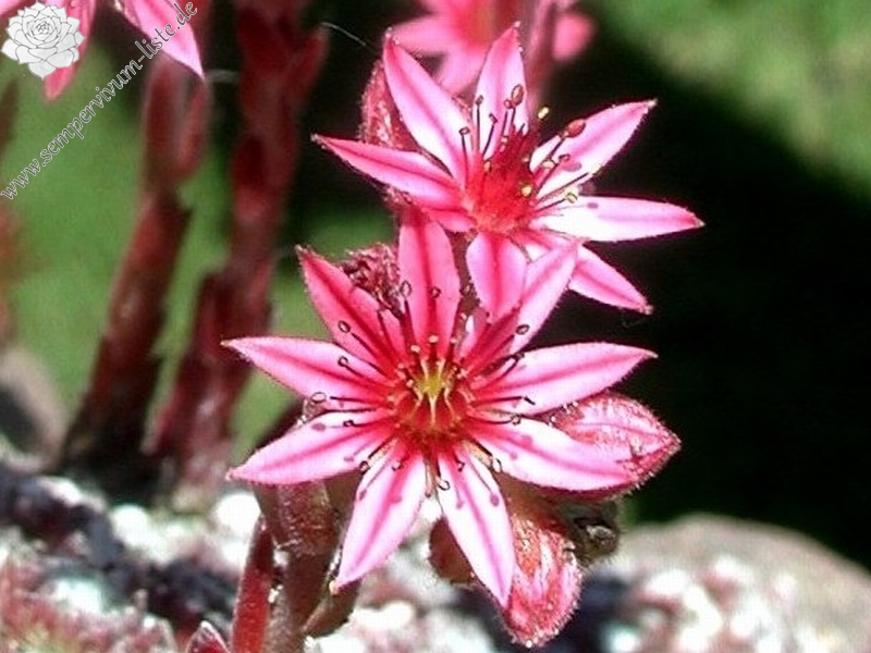 arachnoideum from Pfossental