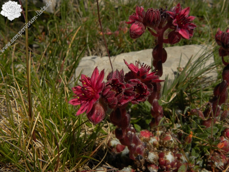 arachnoideum from Pic de les Tres Canaletes