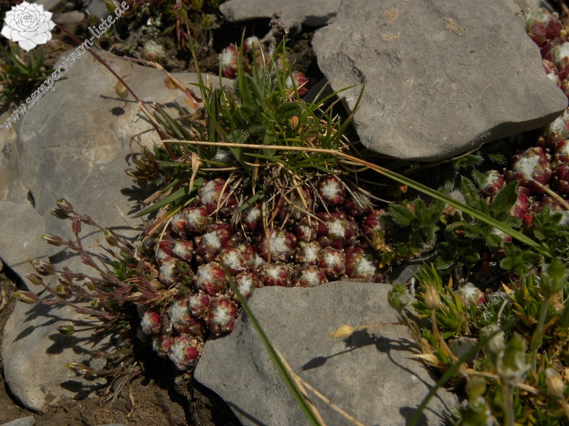 arachnoideum from Pic de les Tres Canaletes