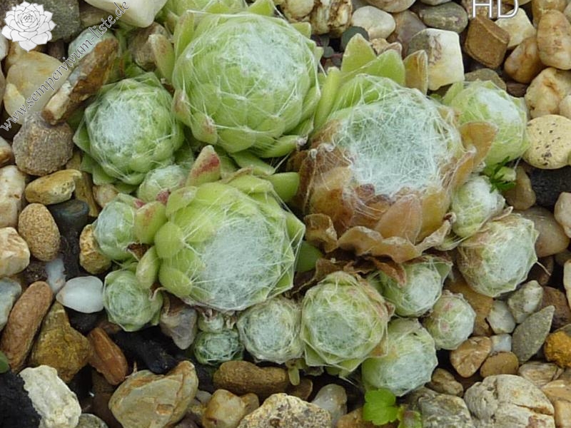 arachnoideum from Puy de Dôme