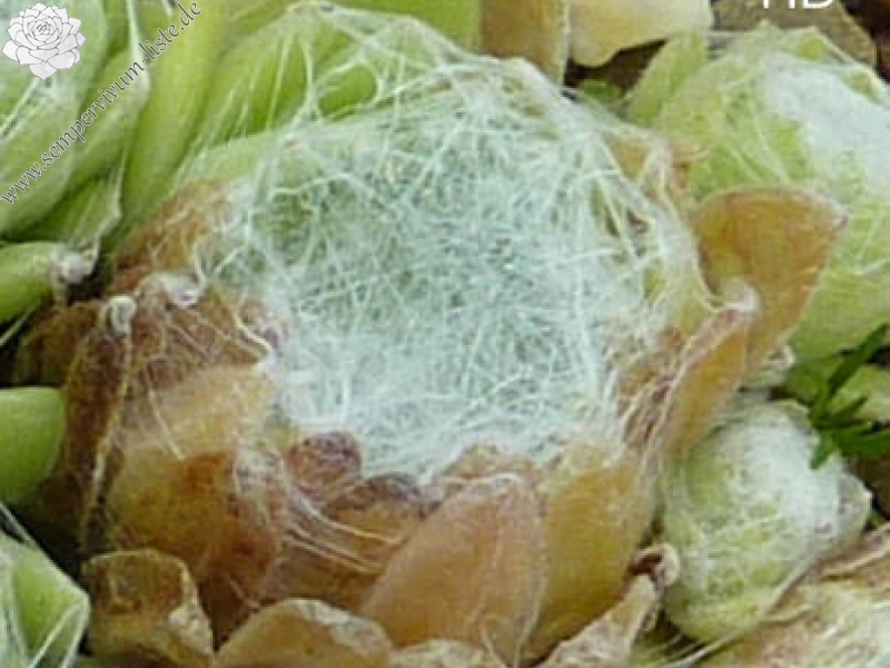 arachnoideum from Puy de Dôme