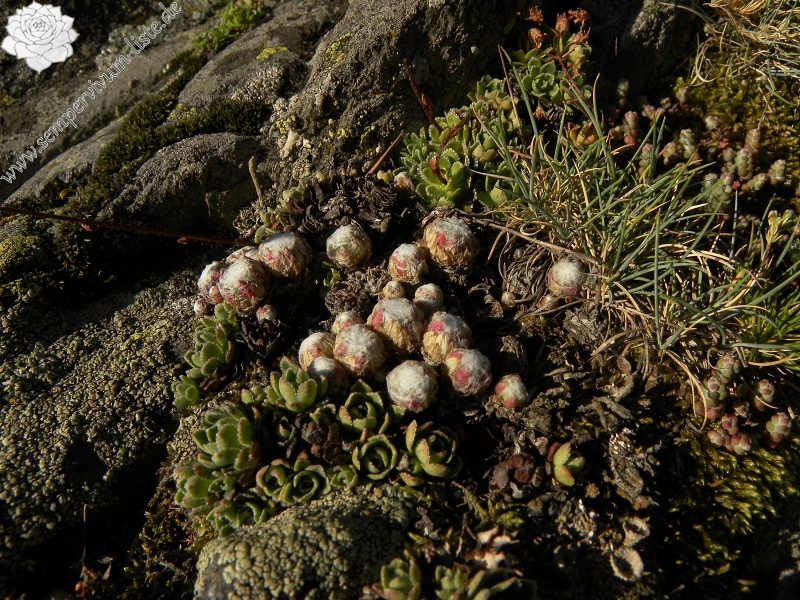 arachnoideum from Sant Maurici, Brücke