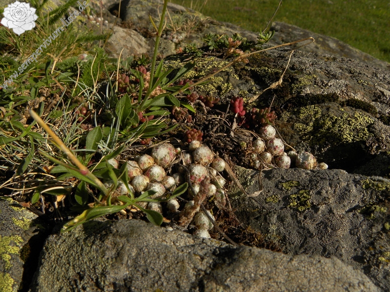 arachnoideum from Sant Maurici, Brücke