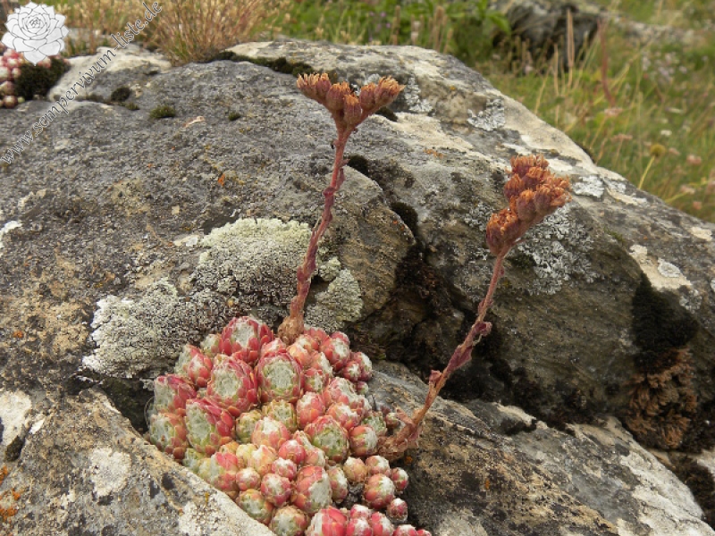 arachnoideum from Sant Maurici, unter dem See S. M.