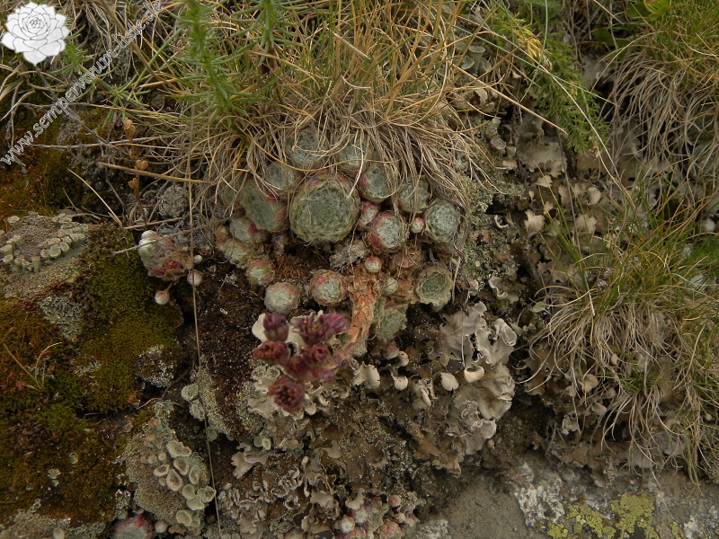 arachnoideum from Sant Maurici, unter dem See S. M.