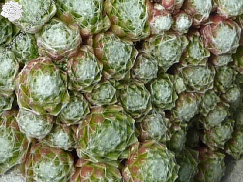 arachnoideum from Setcases