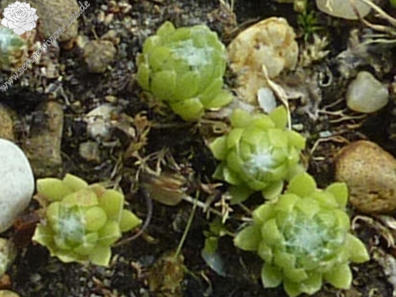 arachnoideum from Sils Maria