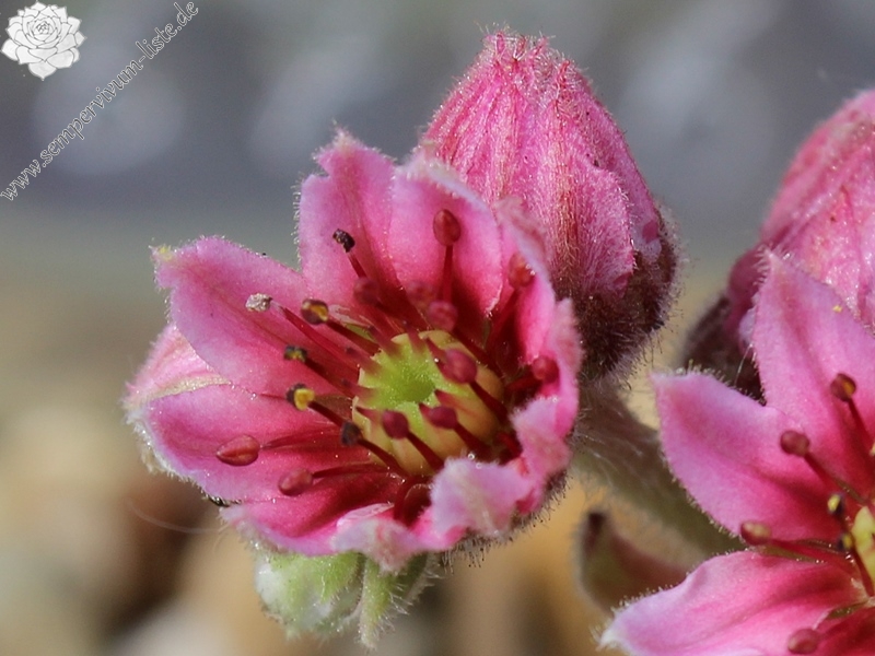 arachnoideum from Simplonpass