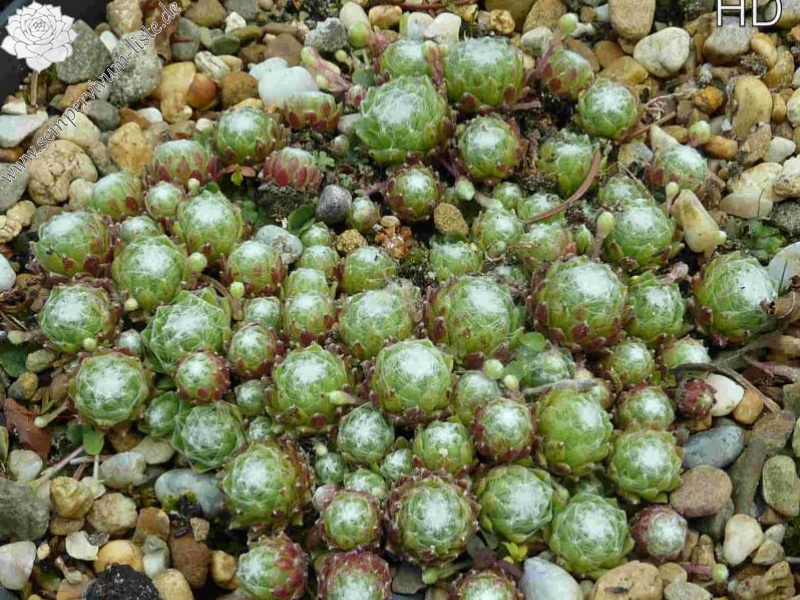 arachnoideum from Sion