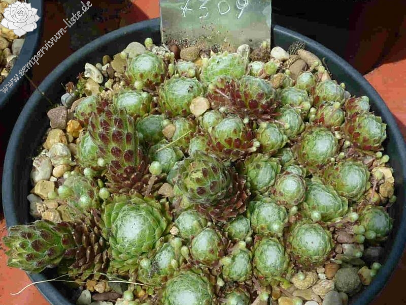 arachnoideum from Tabland