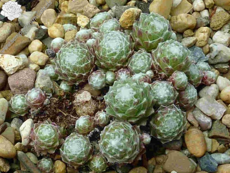 arachnoideum from Tartscher Bühel