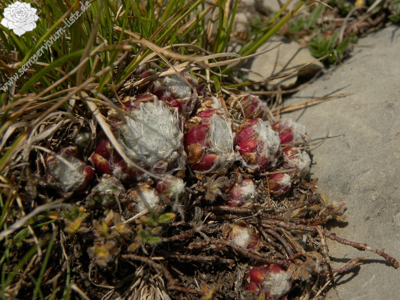 arachnoideum from Torreta de Cadí, Abhang
