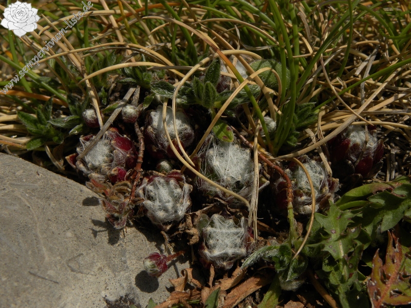 arachnoideum from Torreta de Cadí, Abhang