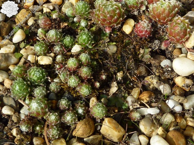 arachnoideum from Tschaneck