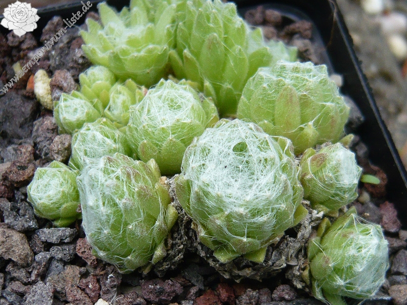 arachnoideum from Ustecchio