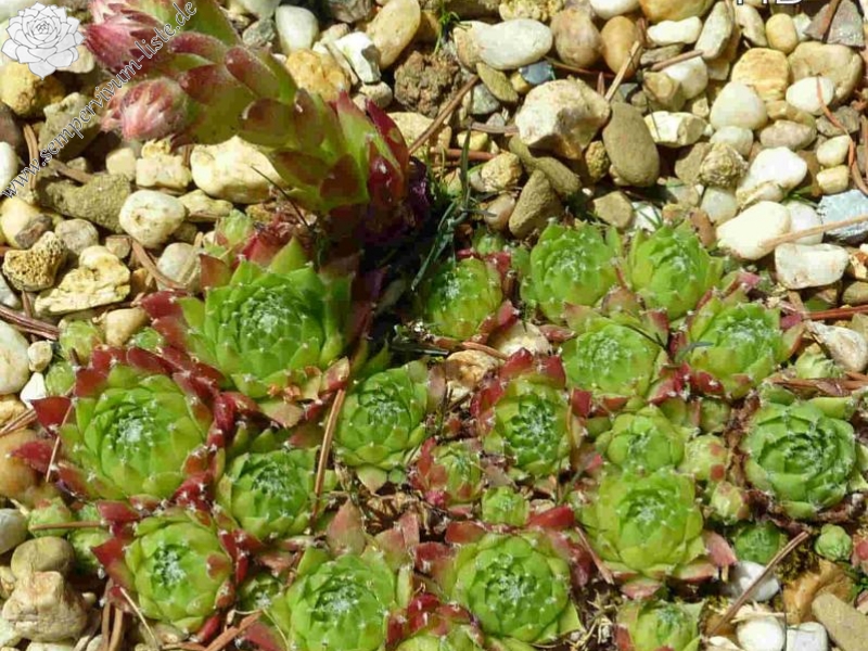 arachnoideum from Val Soana