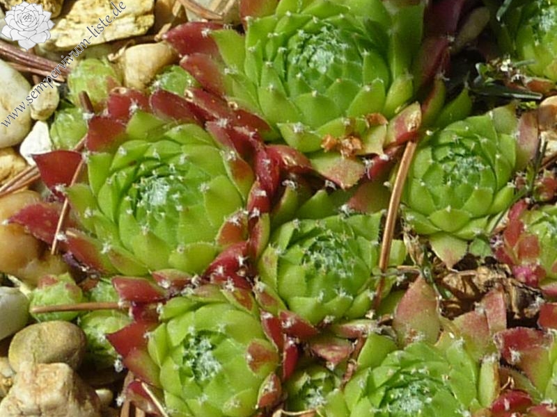 arachnoideum from Val Soana