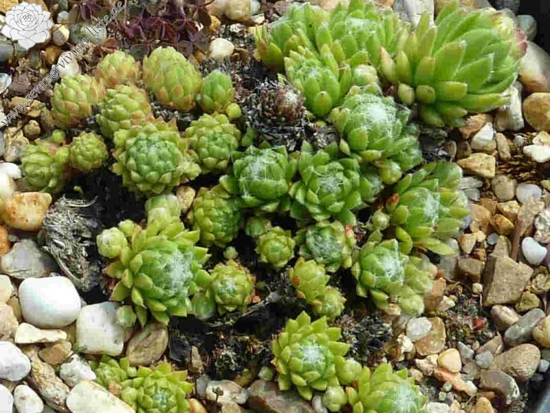 arachnoideum from Val Soana