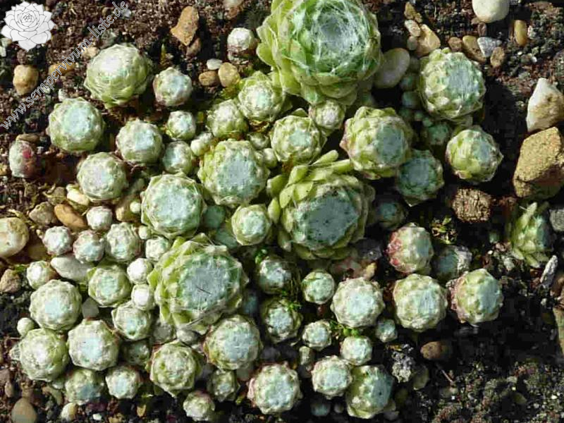 arachnoideum from Valgaudémar