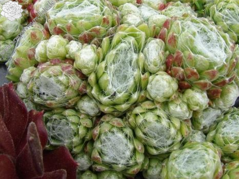 arachnoideum from Zermatt