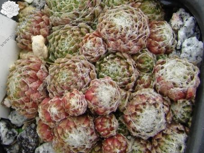 arachnoideum from Zermatt