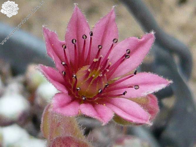 arachnoideum SM 1005