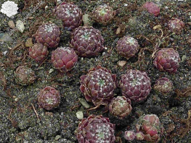 arachnoideum ssp. arachnoideum (doellianum)