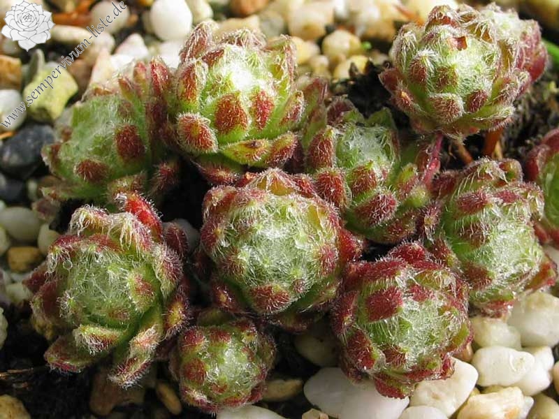 arachnoideum ssp. arachnoideum (heterotrichum)