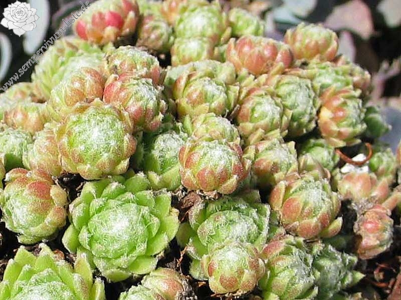 arachnoideum ssp. arachnoideum (heterotrichum)