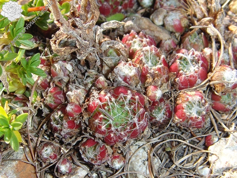 arachnoideum ssp. arachnoideum from Berninapass