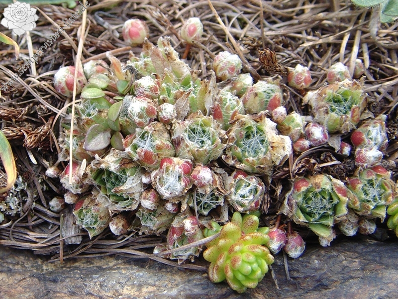 arachnoideum ssp. arachnoideum from Berninapass