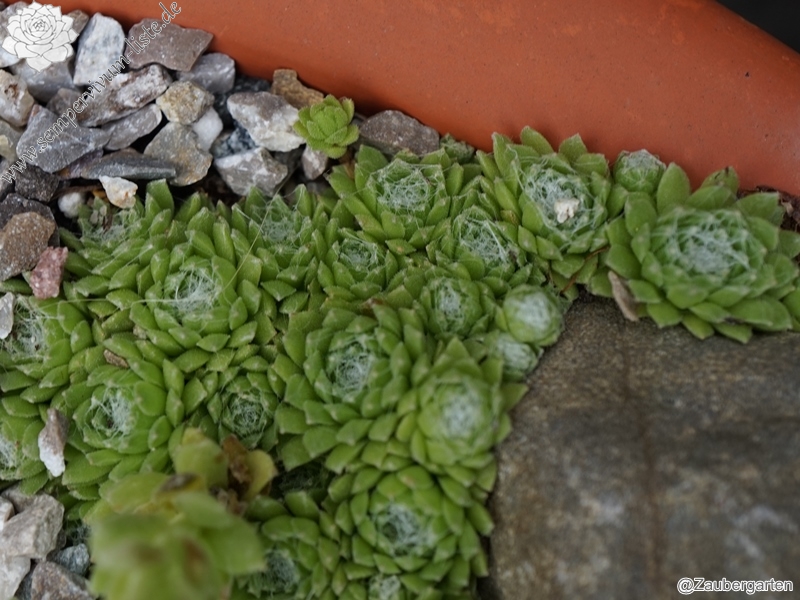 arachnoideum ssp. arachnoideum from Gornergrat (Riffelberg)