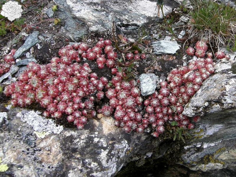 arachnoideum ssp. arachnoideum from Gornergrat (Riffelberg)