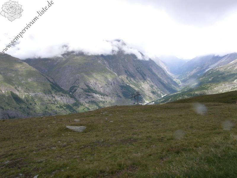 arachnoideum ssp. arachnoideum from Gornergrat (Riffelberg)