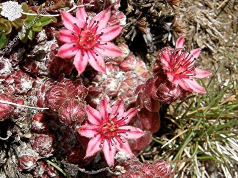 arachnoideum ssp. arachnoideum from Gornergrat (Riffelberg)