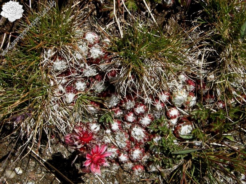 arachnoideum ssp. arachnoideum from Gornergrat (Rotenboden)