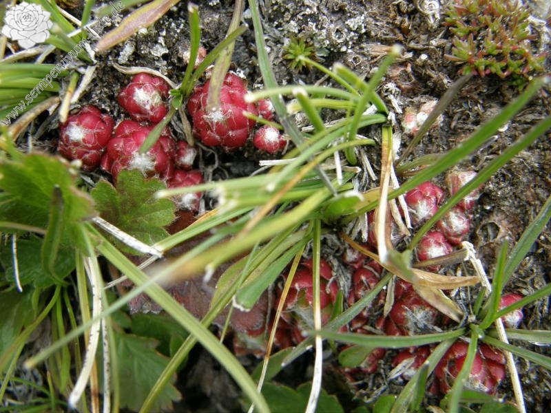 arachnoideum ssp. arachnoideum from Gornergrat (Rotenboden)