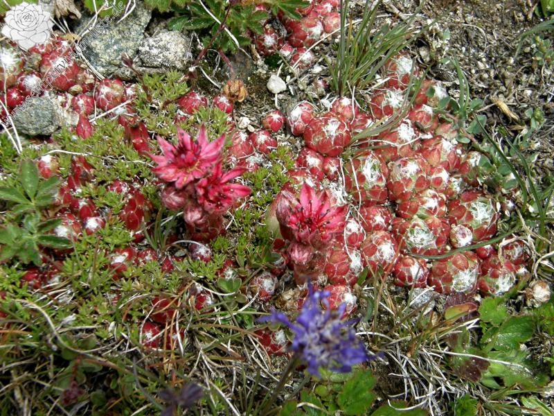 arachnoideum ssp. arachnoideum from Gornergrat (Rotenboden)